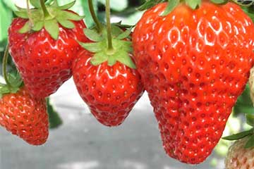 【フルーツ王国上州ブランドいちご狩り食べ放題スペシャル!/新宿・池袋・町田・三鷹・立川発】なんと贅沢!握り寿司&本ズワイガニ&ホタテ&特選牛すき焼き鍋グルメ大集合会席!の昼食など日帰り3食付きの旅フルコース!さらに上州ブランドりんご3玉お持ち帰り!らくらく高設栽培いちご狩り!いちご大福作り体験も!1